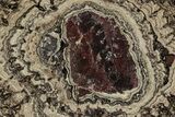 Polished, Cretaceous, Oncolite Stromatolite Fossil - Mexico #227088-1